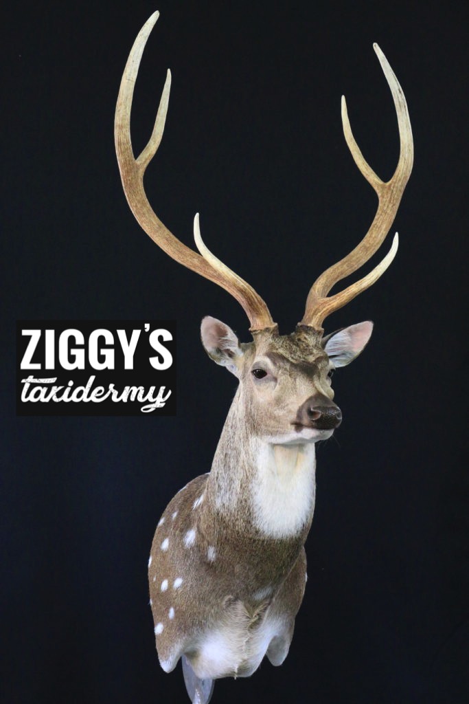 s and s taxidermy